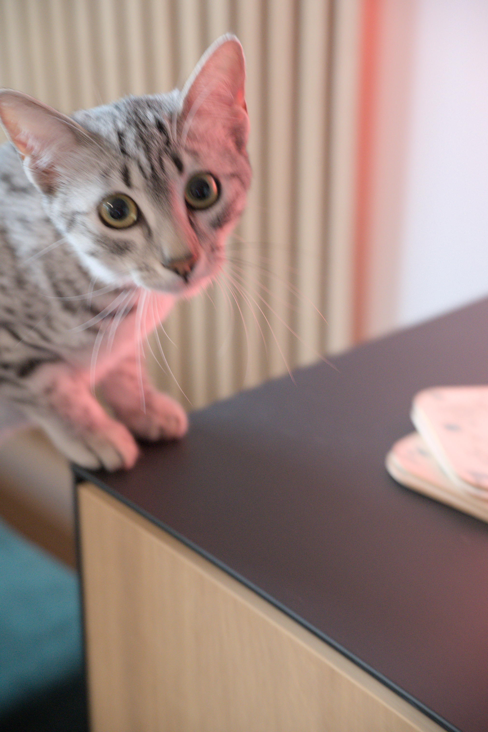 2025/10/12 - cats/DSC_0058.jpg